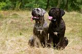 CANE CORSO 924